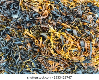 Close up view of colorful seaweed variety on a rocky shore during low tide in a coastal area - Powered by Shutterstock