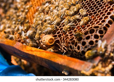 Close up view of the comb with young bee queen. Busy bees, close up view of the working bees on honeycomb. Bees close up showing some animals and honeycomb structure.