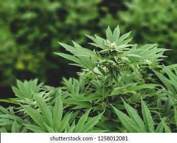 Close up view of commercially grown hemp plants beginning to flower. Industrial hemp farming for production of CBD oil and other products. 2018 Farm Bill passage legalizes hemp farming.