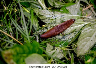 Close up view of common brown Spanish slug on wooden log outside. Big slimy brown snail slugs crawling in the garden.Spanish slugs invasion in garden.