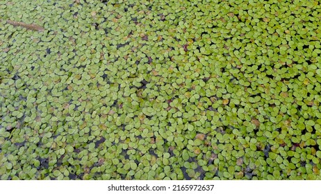 Close Up View Of Common Duckweed