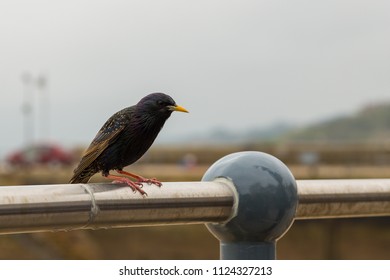 Close Up View Of Common Starling Bird Sitting On The Railing. Wild Common Starling With Natural Blue Background.St. Ives, Cornwall, UK