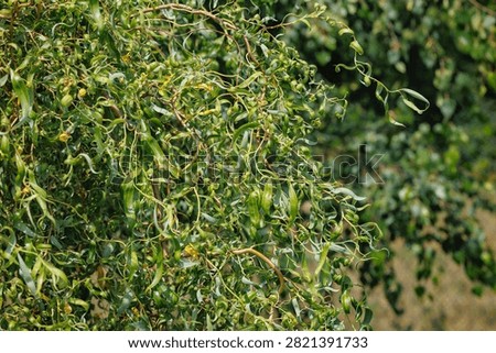 Close view of corkscrew willow branches with curled green foliage in summer