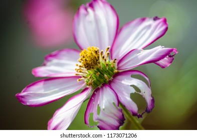 Candy Stripe Cosmos Images Stock Photos Vectors Shutterstock