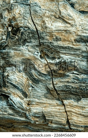 Close up view of a crack in a piece of petrified wood