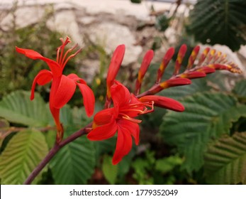 Close up view of Crocosmia Lucifer flowers. Outdoor plant with decorative red flowers. Selective focus. Stone wall as a blurry background. Cloudy day.