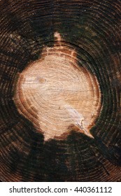 Close up view of cross section of tree trunk showing growth rings. Section of the trunk with annual rings for the background. Background texture of natural wood.  