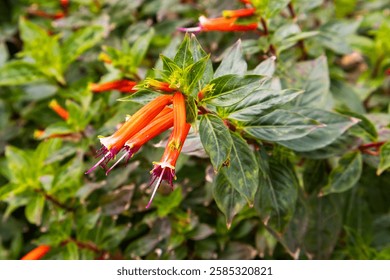 Close up view of Cuphea ignea