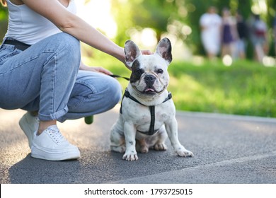 Close Up View Of Cute Male French Bulldog Sitting On Road And Looking At Camera. Unrecognizable Female Owner Holding Pet Using Leash, Sitting Nearby In City Park Alley. Pets, Domestic Animals Concept.