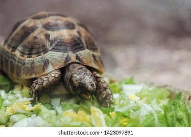 close up view of cute turtle eating fresh sliced vegetables  - Shutterstock ID 1423097891