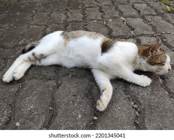 Close Up View Of Cute White Cat Laying On The Ground Pave Tiles On Garden Park. Sidewalk Footpath Urban Flagstone Floor Rock Rough Brick Pave Block Road. 