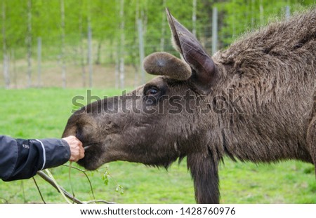 Close up view of cute wild Moose elk with growing horn in an elk farm during the elk farm visit in northern Europe in a sunny day with background
