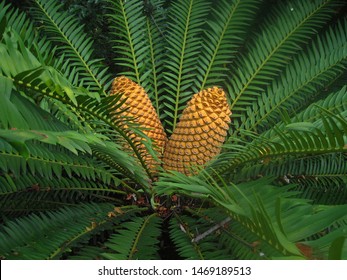 CLOSE VIEW OF CYCAD WITH MALE SEED CONES                                - Shutterstock ID 1469189513