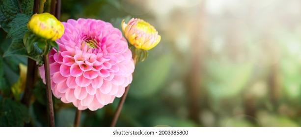 Close up view of dahlia flower, Wizard of Oz variety