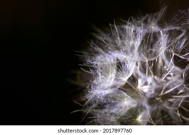 Naked Dandelion Images Stock Photos Vectors Shutterstock