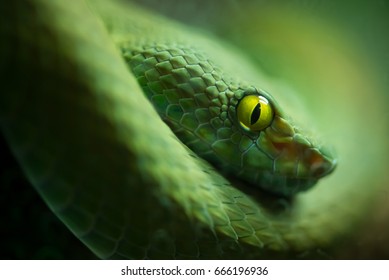 Close up view of a dangerous green mamba snake