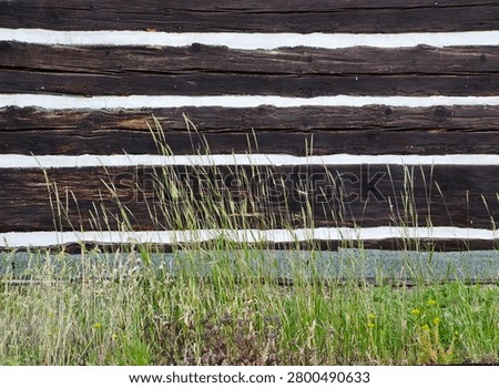 Close view of dark weathered horizontal log wall with white chinking between logs, low stone foundation, and tall wild grasses and small yellow flowers