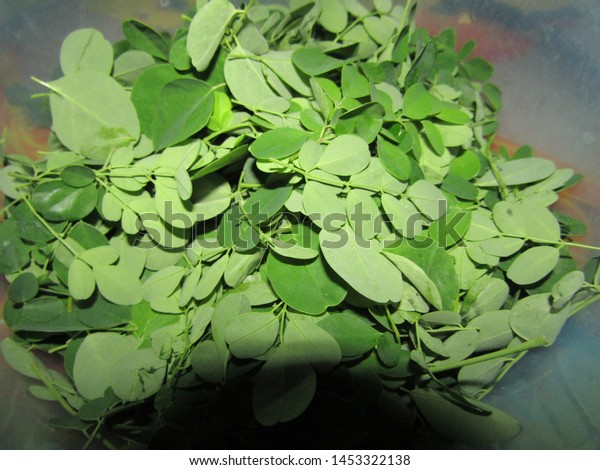 Moringa daun Daun kelor