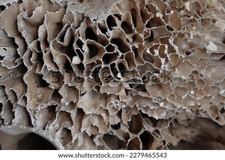 Close up view of a decaying old Elephant bone and reveals small chambers inside the bone structure