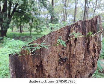 A close view of a decaying tree stump with a thin green vine stretching across its rough bark, set against a soft blurred forest background in natural daylight.