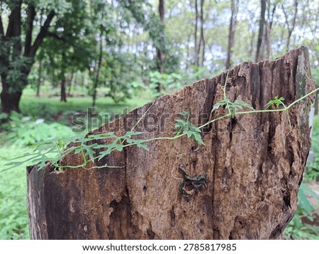A close view of a decaying tree stump with a thin green vine stretching across its rough bark, set against a soft blurred forest background in natural daylight.