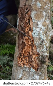 A close up view of a decomposing tree trunk covered with lichen and a large patch of brown bracket fungus. A person is seen cutting or studying the fungi in a lush forest.