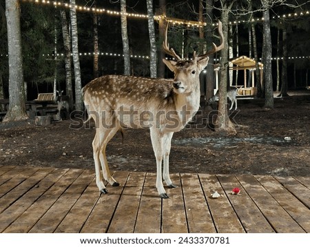 A close view to deer (antlers) in a contact zoo in Lithuania 