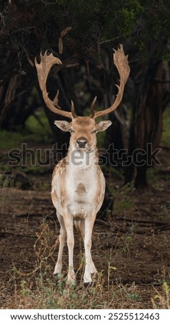 Close view of deer in the forest