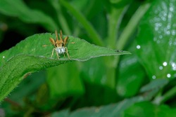 Close Up View Of Delaware Skipper Perching On Green Leaves