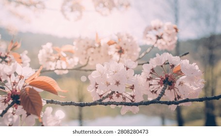 Close up view of delicate pink cherry blossom flowers on tree branches with a soft focus natural background during a sunny spring day