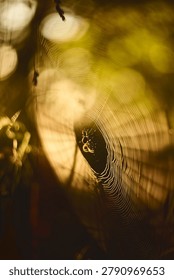 A close view of a delicate spider web illuminated by warm sunset light, with soft blurred background highlights and a small spider near the center