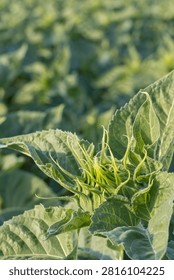 a close view of a developing green sunflower bud in a farm field. Sunlight highlights natural plant textures against a soft blurred background.
