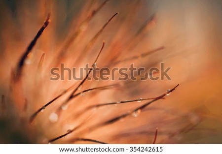 Similar – Image, Stock Photo calyptra Colour photo