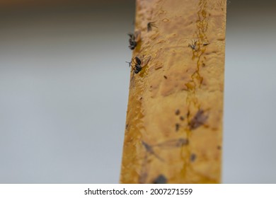 Close up view of different insects stuck on fly tape.