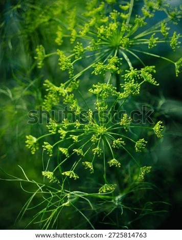 a close up view of dill herb 