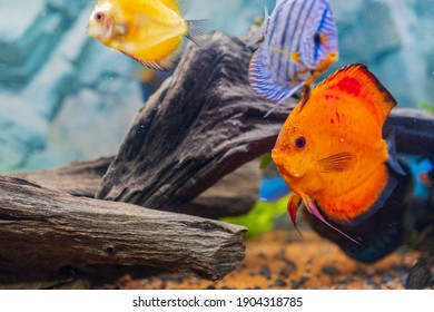 Close up view of discus fish swimming in planted aquarium. Tropical fishes. Beautiful nature backgrounds. Hobby concept.