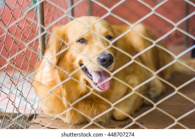 Close up view of dog behind the cage