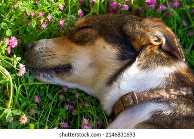 Close up view of a dog sleeping on the grass. Rests on a sunny day. 