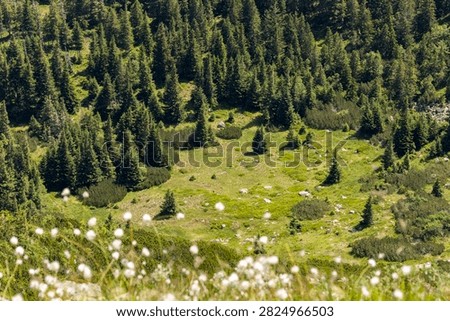 close up view down to a valley with white cotton grass at a steep cliff next to a hiking path at a hiking trail with stones leading to mountain Sněžku in the Giant Mountains of the Czech Republic