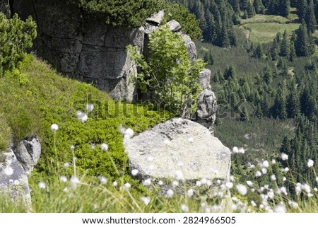 close up view down to a valley with white cotton grass at a steep cliff next to a hiking path at a hiking trail with stones leading to mountain Sněžku in the Giant Mountains of the Czech Republic
