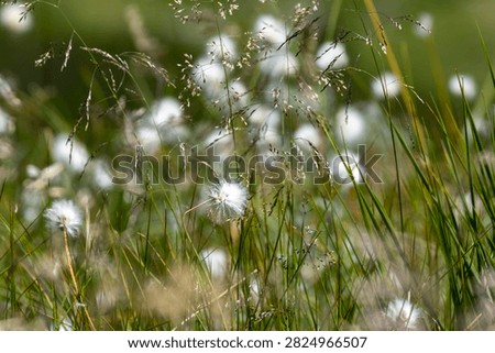 close up view down to a valley with white cotton grass at a steep cliff next to a hiking path at a hiking trail with stones leading to mountain Sněžku in the Giant Mountains of the Czech Republic