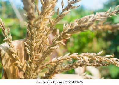 Up Close View Of Dried Out Corn Tassel.