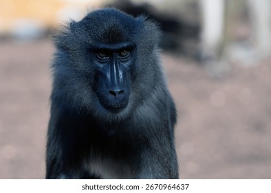 Close up view of a drill monkey walking through its natural habitat, showcasing a serious and intense expression while observing surroundings