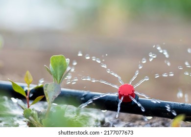 Close up view of drip irrigation pipe puring water into the plantation in the orchard - Powered by Shutterstock