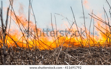 Close up view at dry grass burning in forest fire