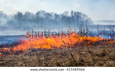 Close up view at dry grass burning in forest fire