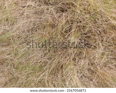 Close up view of dry grass texture. Climate change concept. Full frame of dry grass with space for text.
