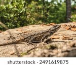 A close up view of an eastern fence lizard on a rock in sunlight. 