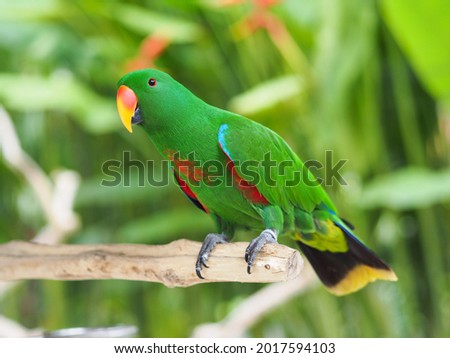 Close up view of Eclectus Parrot. Beautiful and colorful tropical bird. Eclectus Roratus