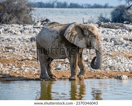 A close up view of an elephant covering himself in mud  at a waterhole in the Etosha National Park in Namibia in the dry season